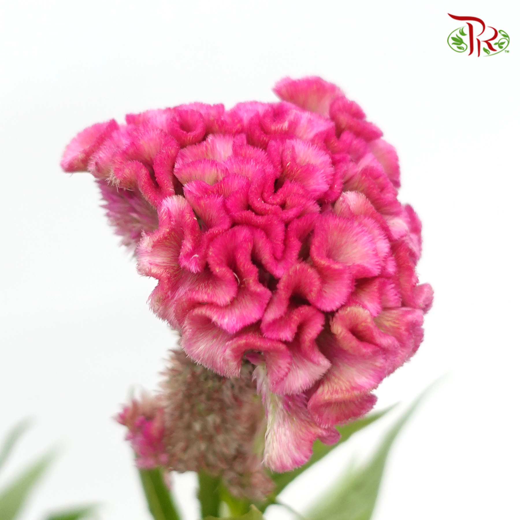 Celosia Cristata - Pink (5 Stems)-Pink-Import-prflorist.com.my