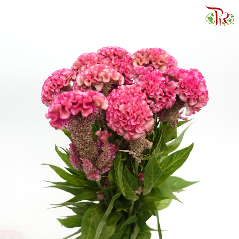 Celosia Cristata - Pink (5 Stems)-Pink-Import-prflorist.com.my