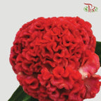 Celosia Cristata - Red (5 Stems)-Red-Import-prflorist.com.my