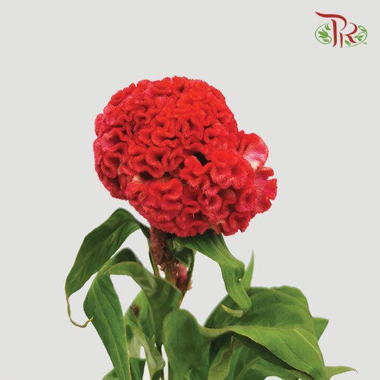 Celosia Round - Red (Per Stem)-Red-Malaysia-prflorist.com.my