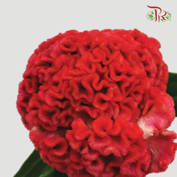 Celosia Round - Red (Per Stem)-Red-Malaysia-prflorist.com.my