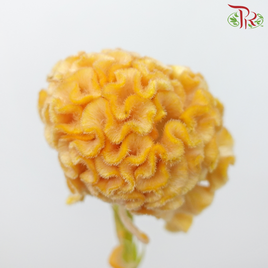 Celosia Cristata - Yellow (5 Stems)