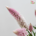 Celosia Sharp & Spray - Lilac (Per Bunch)-Lilac-China-prflorist.com.my