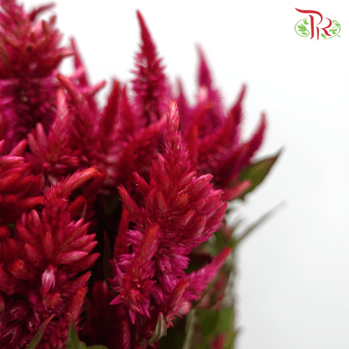 Celosia Sharp & Spray - Red (Per Bunch)-Red-China-prflorist.com.my