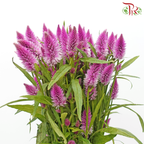 Celosia Spray - Purple (Per Bunch)-Magenta-China-prflorist.com.my