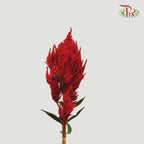 Celosia Spray - Red (Per Bunch)-Red-China-prflorist.com.my