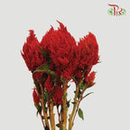 Celosia Spray - Red (Per Bunch)-Red-China-prflorist.com.my