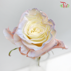 Ceres Rose - Aurora Boreal (10 Stems)-Ecd-prflorist.com.my