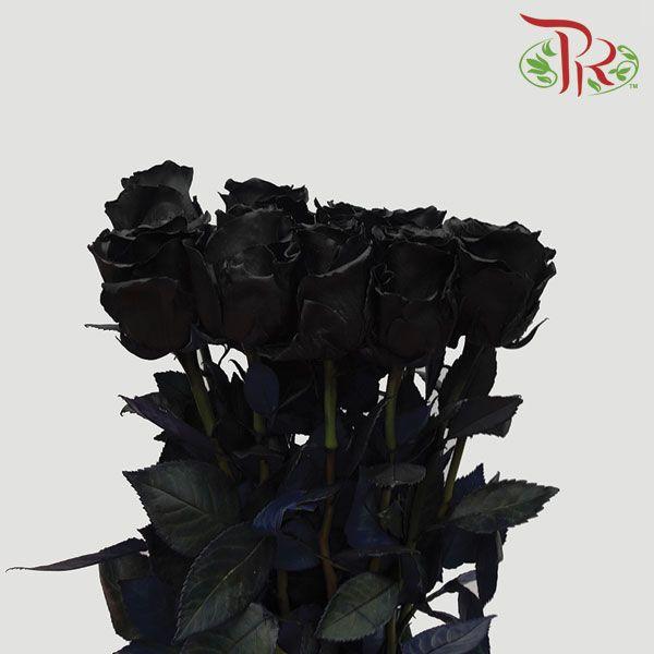 Ceres Rose - Black (10 Stems)-Black-Ecd-prflorist.com.my