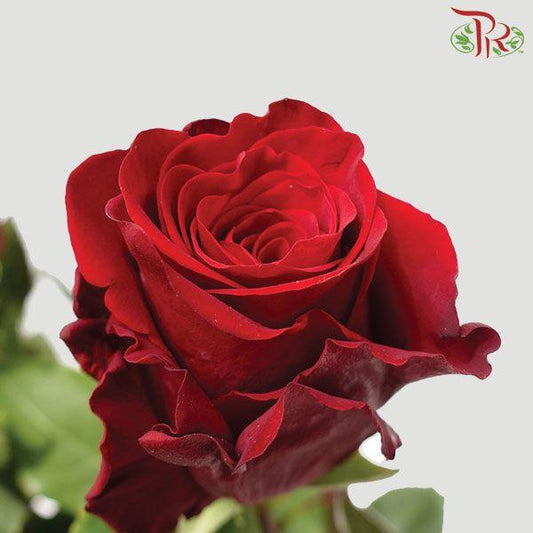 Ceres Rose - Explorer (10 Stems)-Ecd-prflorist.com.my