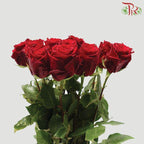 Ceres Rose - Explorer (10 Stems)-Ecd-prflorist.com.my