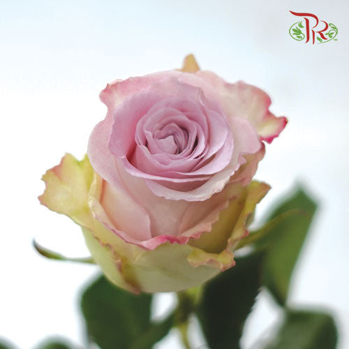 Ceres Rose - Faith (10 Stems)-Ecd-prflorist.com.my