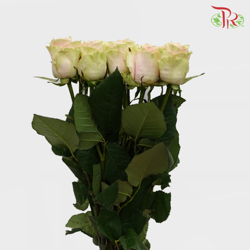 Ceres Rose - Frutteto (10 Stems)-Ecd-prflorist.com.my
