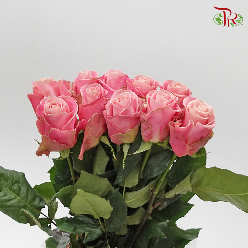 Ceres Rose - Hermosa (10 Stems)-Ecd-prflorist.com.my