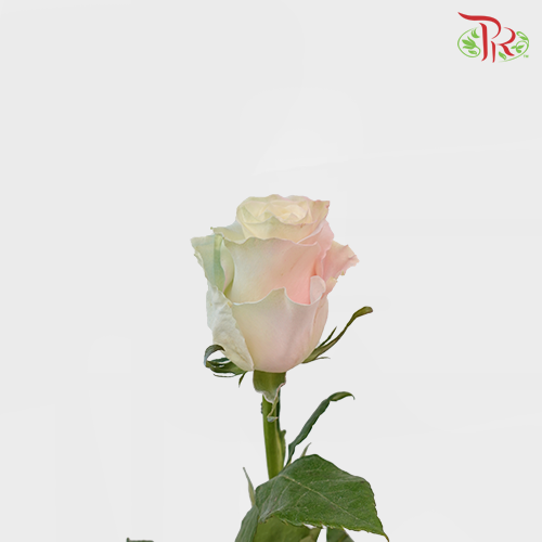 Ceres Rose - Mermaid 1 (10 stems)-Ecd-prflorist.com.my