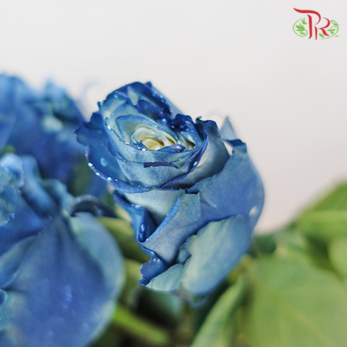 Ceres Rose - Milky Way (10 Stems)-Ecd-prflorist.com.my