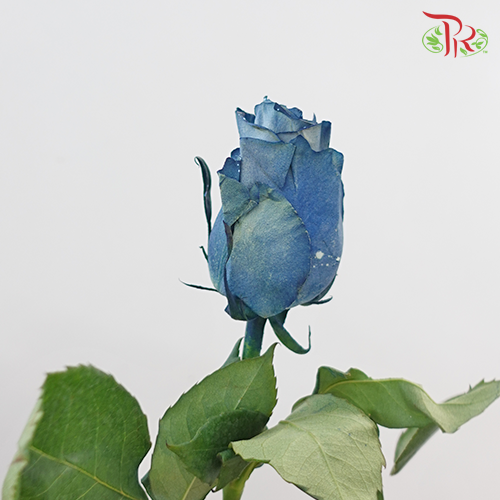 Ceres Rose - Milky Way (10 Stems)-Ecd-prflorist.com.my