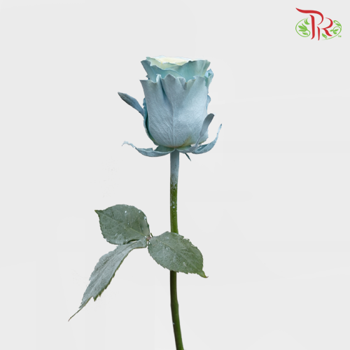 Ceres Rose - Mondial Baby Blue (10 Stems)-Ecd-prflorist.com.my