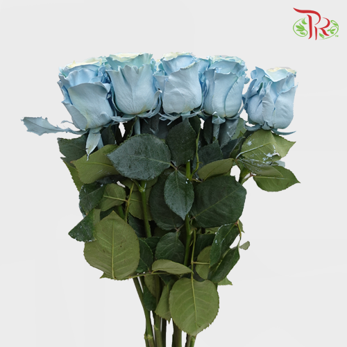 Ceres Rose - Mondial Baby Blue (10 Stems)-Ecd-prflorist.com.my