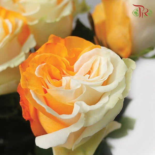 Ceres Rose - Orange White (10 Stems)-Ecd-prflorist.com.my