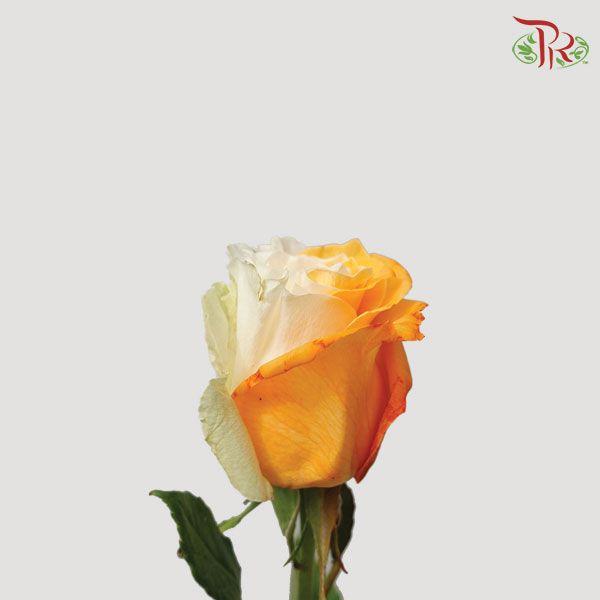 Ceres Rose - Orange White (10 Stems)-Ecd-prflorist.com.my