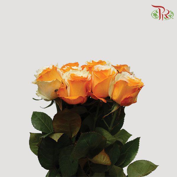 Ceres Rose - Orange White (10 Stems)-Ecd-prflorist.com.my
