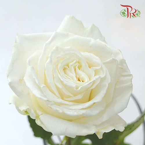 Ceres Rose - Playa Blanca (10 Stems)-White-Ecd-prflorist.com.my