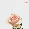 Ceres Rose - Quicksand 50/60cm (10 Stems)-Brown-Ecd-prflorist.com.my