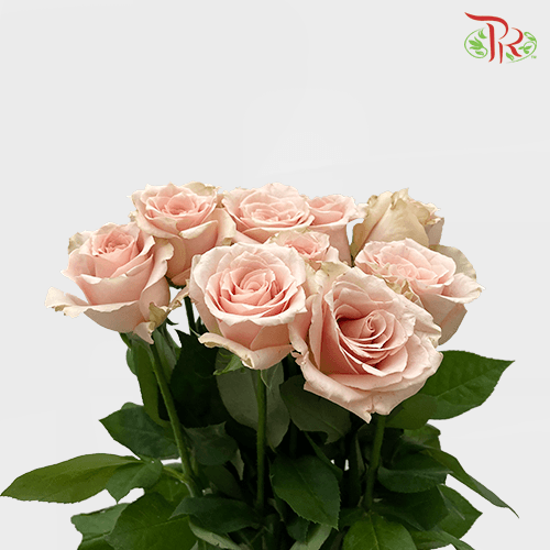 Ceres Rose - Quicksand 50/60cm (10 Stems)-Brown-Ecd-prflorist.com.my