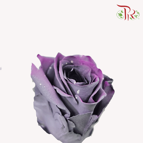 Ceres Rose - Sparkle Moon (10 stems)-Ecd-prflorist.com.my