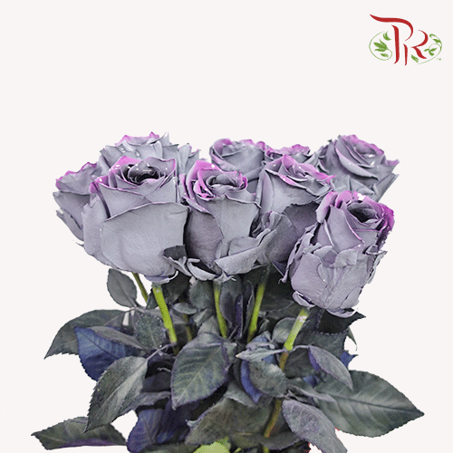 Ceres Rose - Sparkle Moon (10 stems)-Ecd-prflorist.com.my
