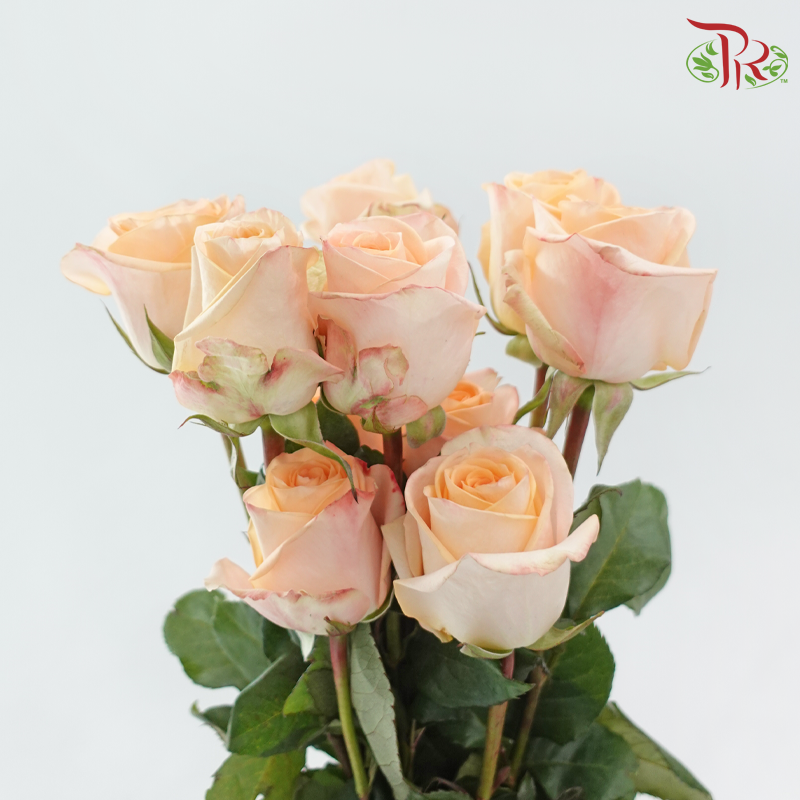 Ceres Rose - Tiffany (10 Stems)-Champagne / Peach-Ecd-prflorist.com.my
