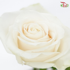 Ceres Rose - Vendela (10 Stems)-Cream-Ecd-prflorist.com.my