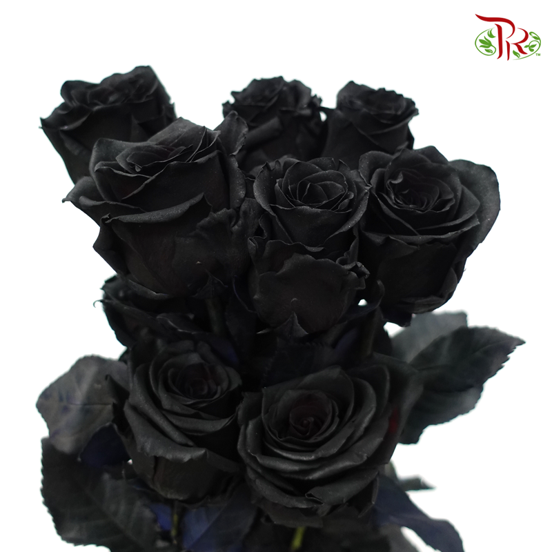 Ceres Rose - Black (10 Stems)