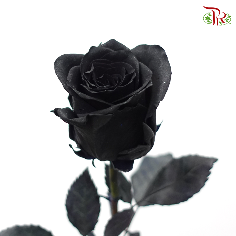 Ceres Rose - Black (10 Stems)