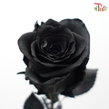 Ceres Rose - Black (10 Stems)