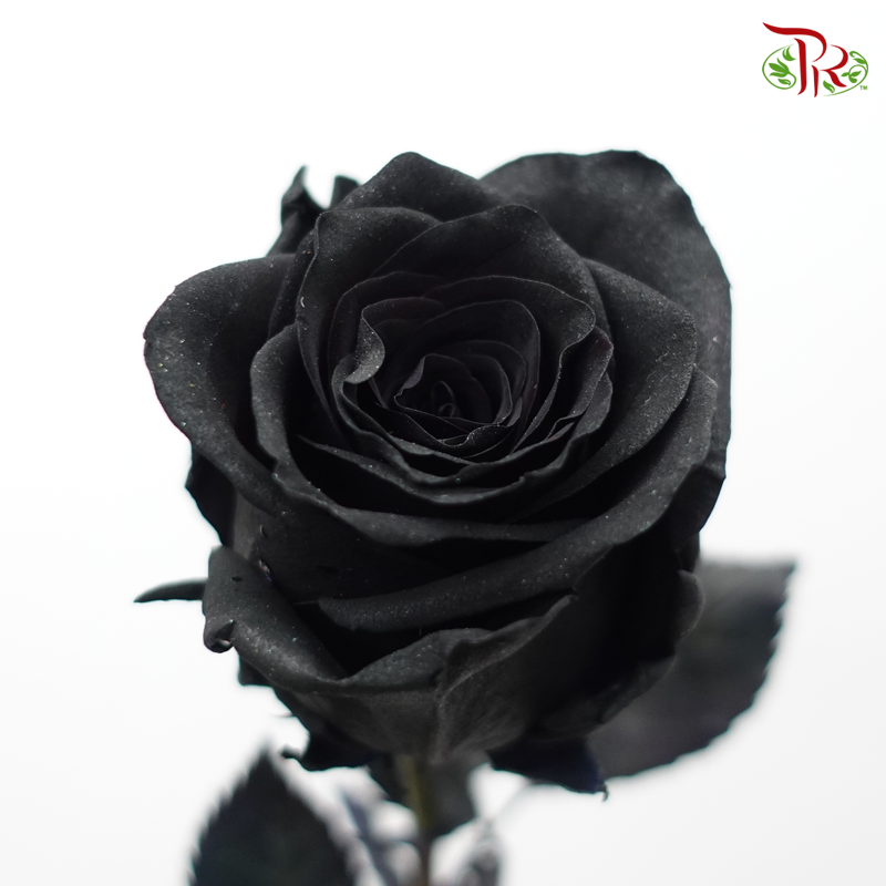Ceres Rose - Black (10 Stems)