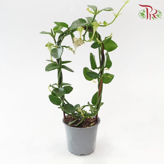 Ceropegia Sandersonii 120《降落伞》-Pudu Ria Florist-prflorist.com.my