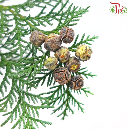 Chamaecyparis Cypress Leaf With Seeds (Per Bunch)-Netherland-prflorist.com.my