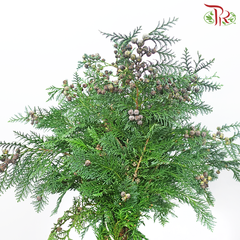 Chamaecyparis Cypress Leaf With Seeds (Per Bunch)-Netherland-prflorist.com.my