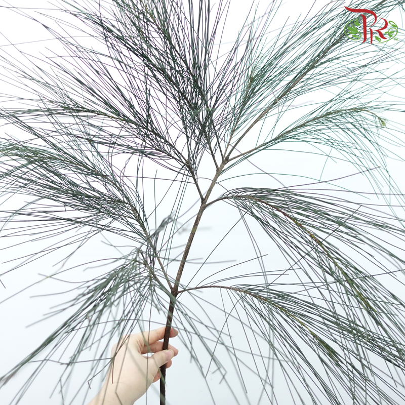 Chamaecyparis Dark Green - (Huang Ma Song ) - (Per Bunch)-China-prflorist.com.my