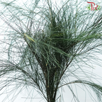Chamaecyparis Dark Green - (Huang Ma Song ) - (Per Bunch)-China-prflorist.com.my