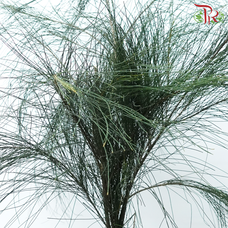 Chamaecyparis Dark Green - (Huang Ma Song ) - (Per Bunch)-China-prflorist.com.my