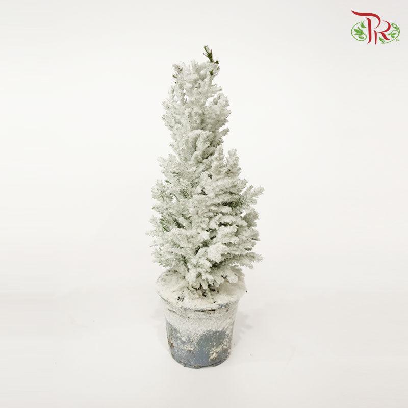 Chamaecyparis Ellwoodii (Snow white)《美國扁柏》