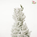 Chamaecyparis Ellwoodii (Snow white)《美國扁柏》