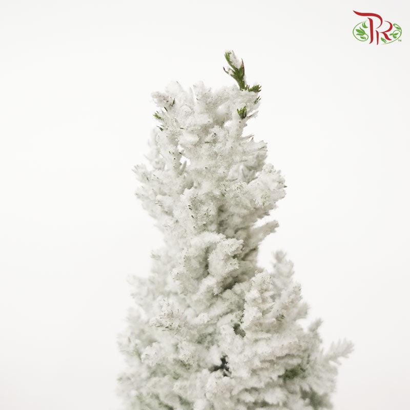 Chamaecyparis Ellwoodii (Snow white)《美國扁柏》