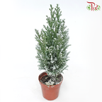 Chamaecyparis Ellwoodii (Snow white)《美國扁柏》