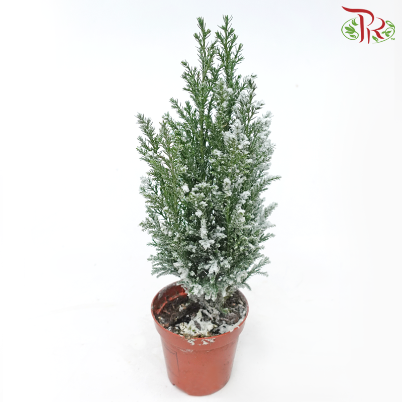 Chamaecyparis Ellwoodii (Snow white)《美國扁柏》