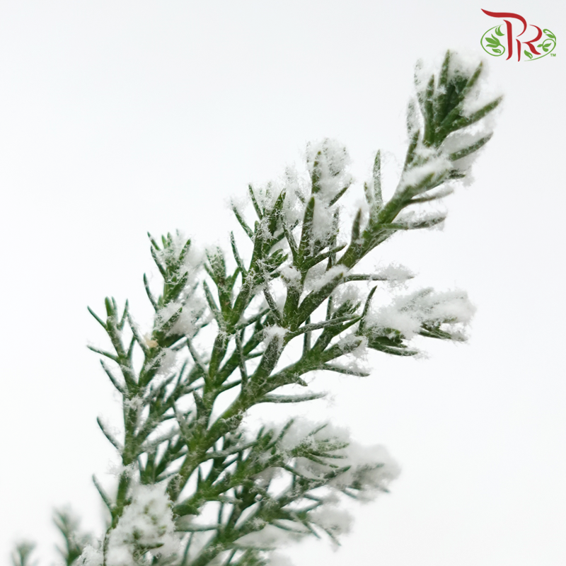 Chamaecyparis Ellwoodii (Snow white)《美國扁柏》