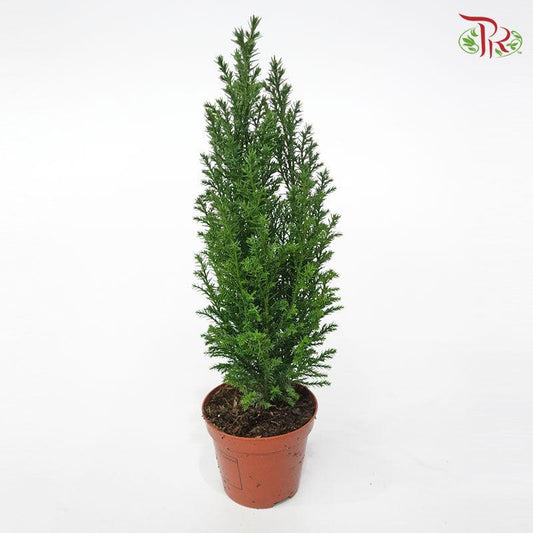 Chamaecyparis Ellwoodii《美國扁柏》-Pudu Ria Florist-prflorist.com.my